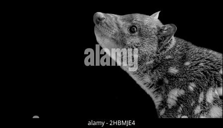 Black And White Quoll Portrait Face On The Black Background Stock Photo