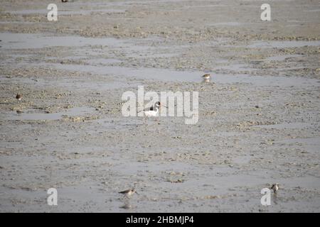 A closeup of Eurasian oystercatcher standing on the beach Stock Photo