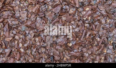 Texture of wet fallen brown leaves lying on ground as autumn background. Stock Photo