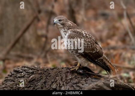 A Red-shouldered Hawk (Buteo lineatus) perched on a downed tree in a forest standing over its prey, a dead squirrel. Stock Photo