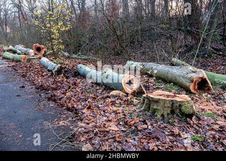 Felled trees in park of Park Gutspark Neukladow, Historic Neukladow manor house, Kladow, Spandau, Berlin Stock Photo