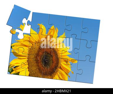 Sunflower, puzzle, isolated against white background, 3d-illustration Stock Photo