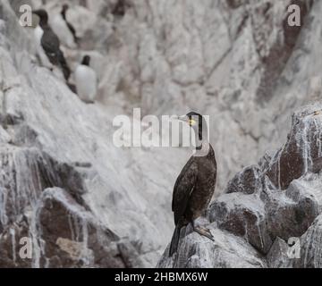 Shag on rock (Phalacrocorax aristotelis) Farne Islands, England, Great ...