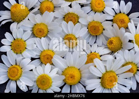 delicate daisies on a black background, place for text, copy space Stock Photo