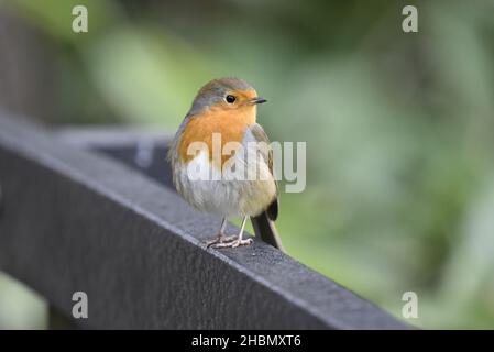 Close-Up Image of a European Robin (Erithacus rubecula) Facing Camera, Perched on Top of a Boardwalk Handrail in a Nature Reserve in UK in November Stock Photo