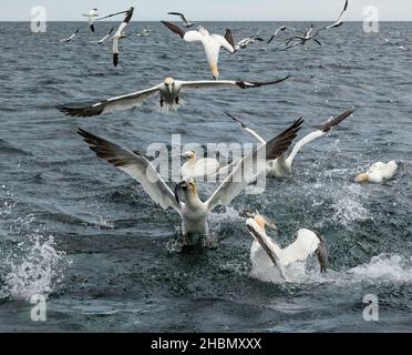 Gannets (Morus bassanus) diving and catching fish in sea, Firth of Forth, Scotland, UK Stock Photo