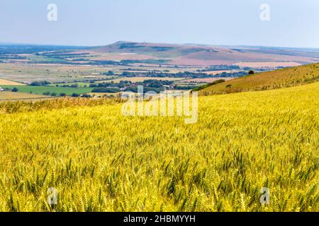 Rye field, rolling hills and countryside landscape along the South Downs Way near Saltdean, East Sussex, UK Stock Photo