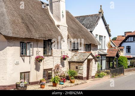 Myrtle Cottage, a 17th century typical traditional thatched B&B in the Exmoor town of Porlock, Somerset UK Stock Photo