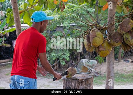 Afro-Cuban street vendor splitting / opening coconut with machete on the island Cuba, Caribbean Stock Photo