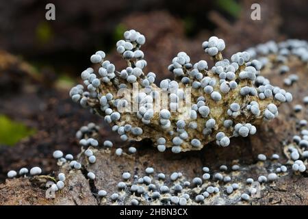 Badhamia panicea, a species of slime mold belonging to the family Physaraceae Stock Photo
