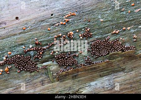 Trichia decipiens, a slime mold from Finland with no common English name Stock Photo