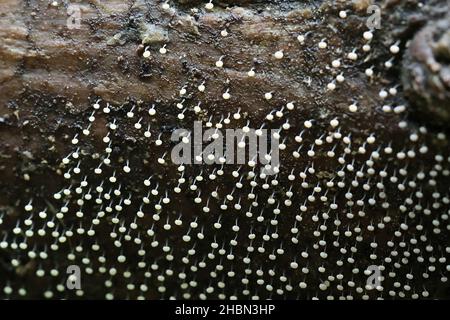 Physarum album, also called Physarum nutans, a slime mold of the order Physarales from Finland Stock Photo