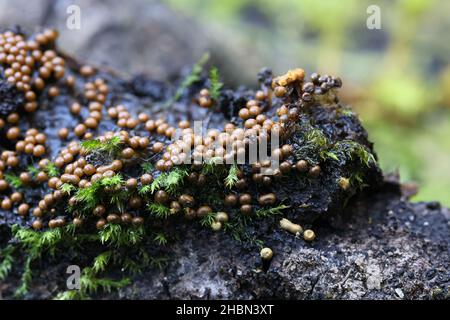 Trichia varia, a slime mold from Finland with no common English name Stock Photo