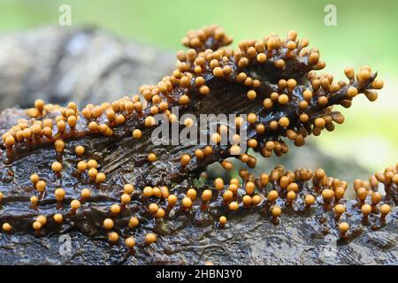 Trichia varia, a slime mold from Finland with no common English name Stock Photo