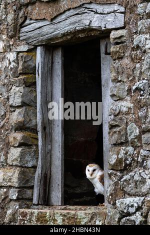 Barn owl (Tyto alba), Controlled, Cumbria, UK Stock Photo