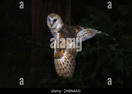 Barn owl (Tyto alba), Controlled, Cumbria, UK Stock Photo