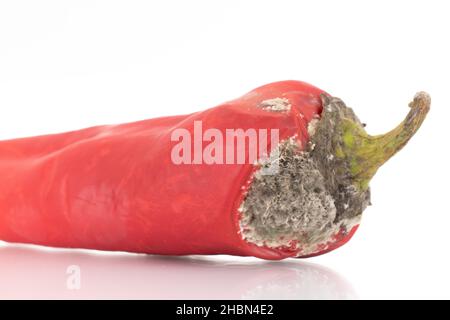 One sweet red pepper with mold, close-up, isolated on white. Stock Photo