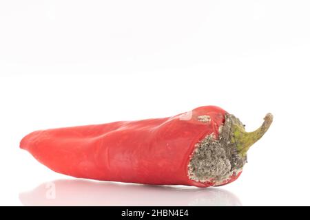 One sweet red pepper with mold, close-up, isolated on white. Stock Photo