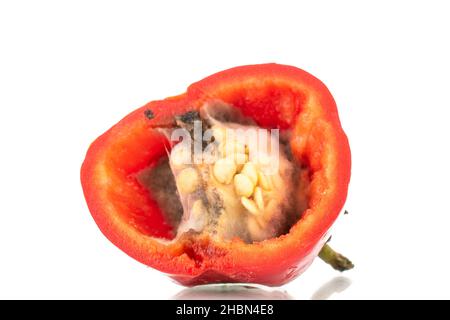 One half of a sweet red pepper with mold, close-up, isolated on white. Stock Photo