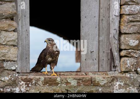 Common buzzard (Buteo buteo)t, Controlled, Cumbria, UK Stock Photo