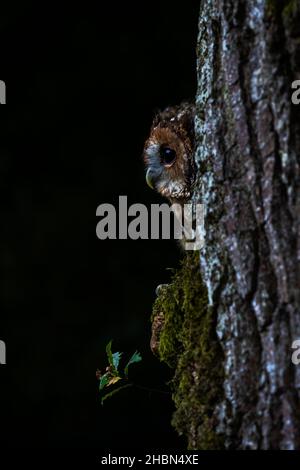 Tawny owl (Strix aluco), controlled, Cumbria, UK Stock Photo