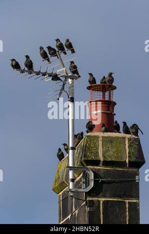 Starlings (Sturnus vulgaris), Boulmer, Northumberland, UK Stock Photo