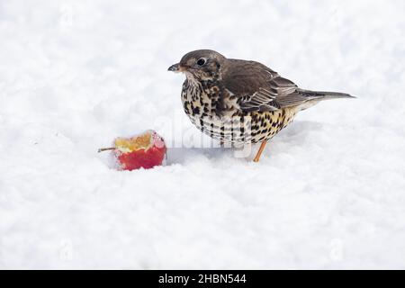 Song thrush (Turdus philomelos) in snow, eating apple, Northumberland national park, UK Stock Photo