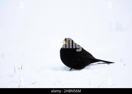 Blackbird (Turdus merula) in snow, Northumberland national park, UK Stock Photo