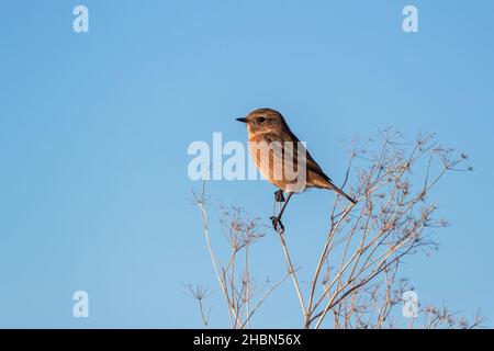 Female stonechat (Saxicola torquata), Northumberland, UK Stock Photo