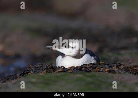 First winter guillemot (Uria aalga), Boulmer, Northumberland, UK Stock Photo