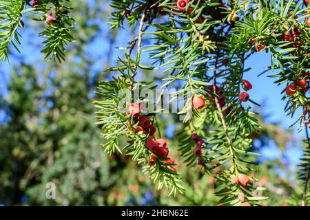 Many small vivid green leaves and red poisonous fruits of Thuja coniferous tree, commonly known asarborvitaes, thujas or cedars in a garden in a sunny Stock Photo