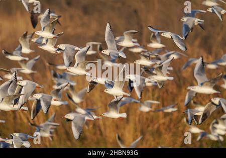Flock of Black-headed gulls flying, Guadalhorce reserve, Malaga, Andalucia, Spain. Stock Photo