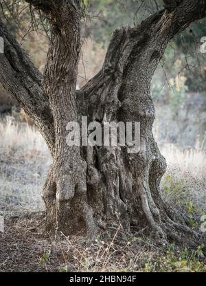 Trunk of old olive tree, mediterranean, Andalusia, Spain. Stock Photo