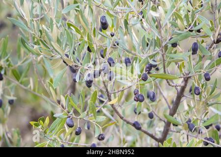 Small black olives on olive tree, close up, Spain. Stock Photo