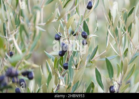 Small black olives on olive tree, close up, Spain. Stock Photo