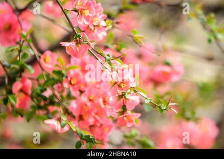 Close up delicate red flowers of Chaenomeles japonica shrub, commonly known as Japanese quince or Maule's quince in a sunny spring garden, beautiful J Stock Photo