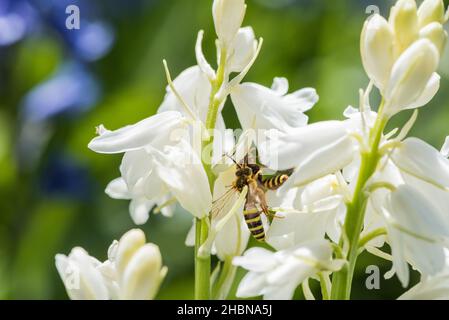Lathbury's Nomad Bee (Nomada lathburiana) Stock Photo