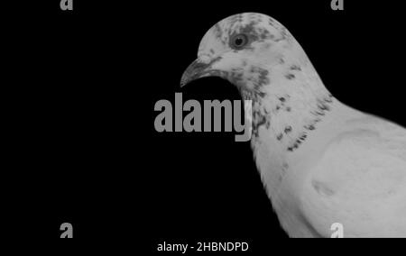 Beautiful White Pigeon Closeup Face On The Dark Background Stock Photo