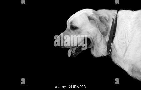 Cute White Shephard Dog Portrait On The Black Background Stock Photo