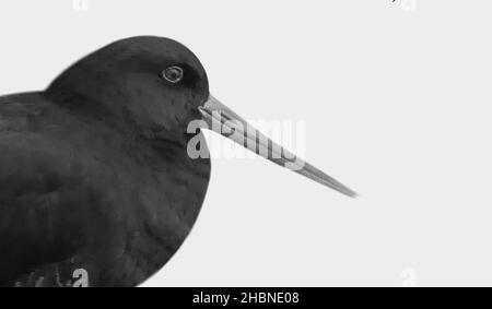 Black Oystercatcher Bird In The White Background Stock Photo