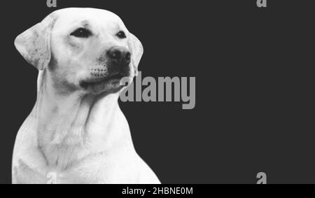 Beautiful Smart Labrador Retriever Dog Closeup On The Dark Background Stock Photo