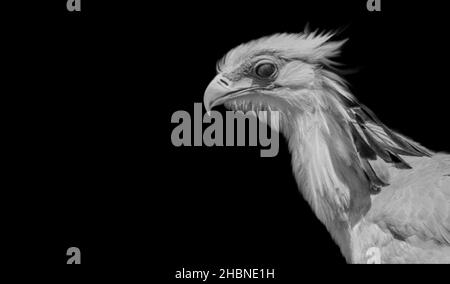 Amazing Secretary Bird Face On The Black Background Stock Photo