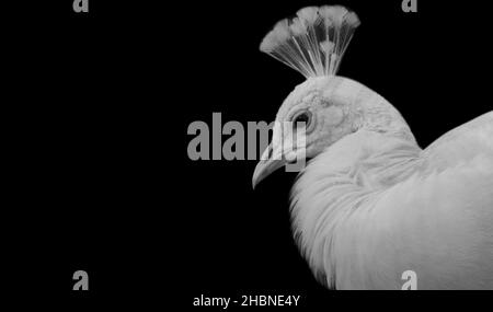 Very Beautiful White Peacock Face On The Dark Background Stock Photo