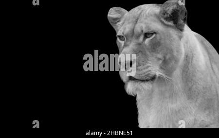 Aggressive Female Lion Angry On The Black Background Stock Photo