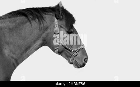 Black Horse Cute Face On The White Background Stock Photo