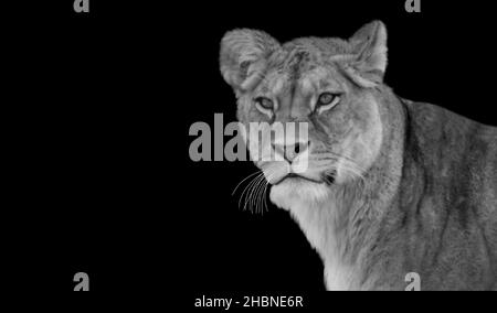 Aggressive Dangerous Lion Closeup On The Dark Background Stock Photo