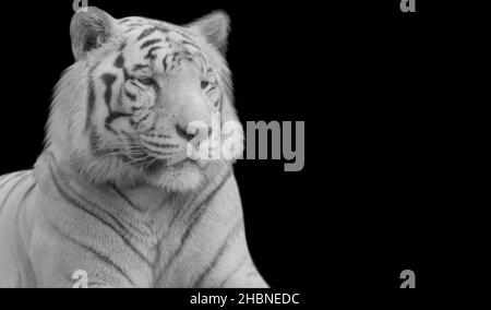 Beautiful White Tiger Sitting On The Dark Background Stock Photo