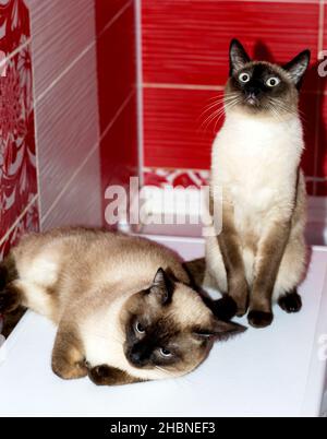 seal point married couple Siamese cat and cat in the bathroom, cats, kittens and cats in the house, pets their photos and their life Stock Photo