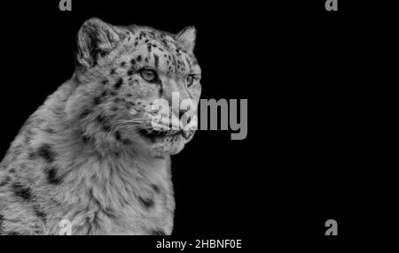 Beautiful Snow Leopard Closeup On The Dark Background Stock Photo
