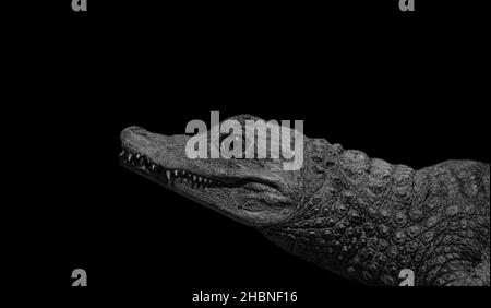 Black And White Dangerous Alligator In The Black Background Stock Photo